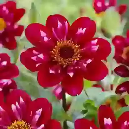 Hootenanny-Swan Island